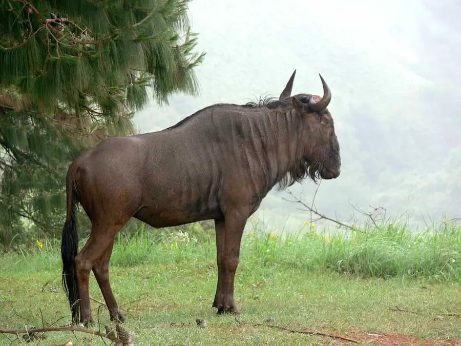 blue wildebeest