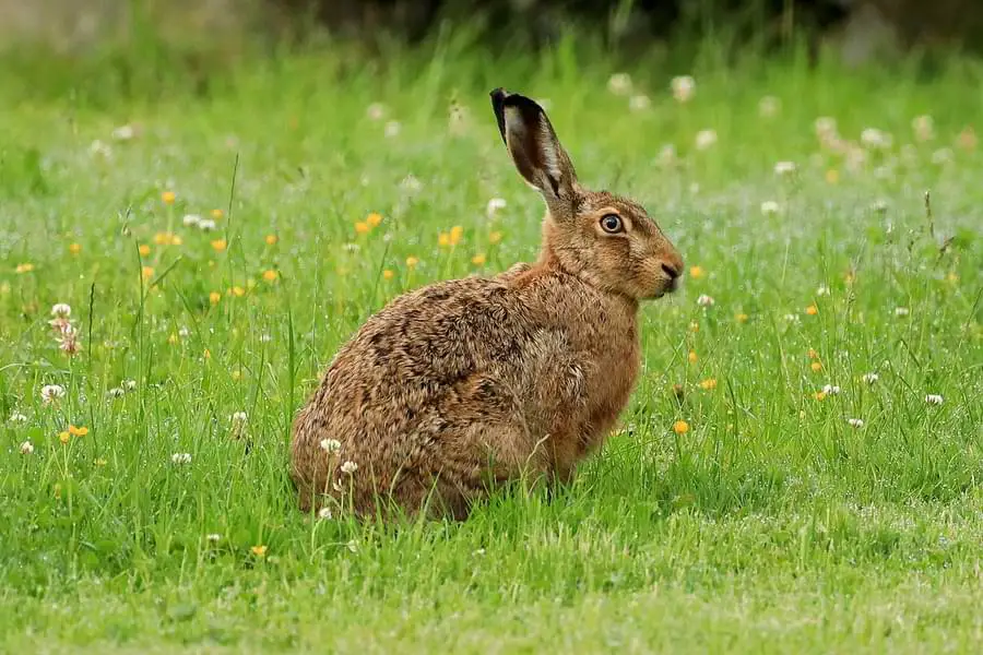 fastest animals - brown hare