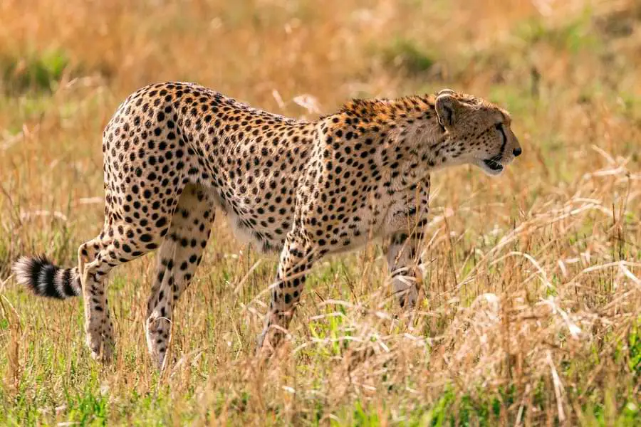fastest animals - fastest land animal - cheetah