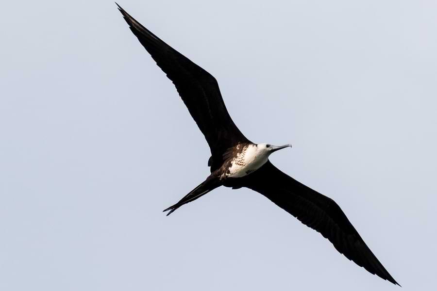 fastest animals on the planet - frigate bird