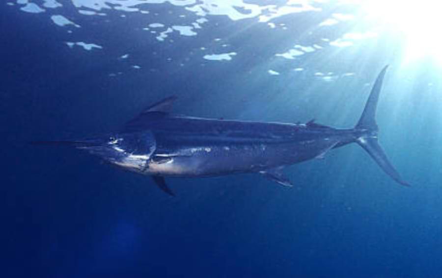 marlin