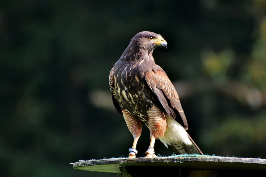 fastest animal on the planet - peregrine falcon