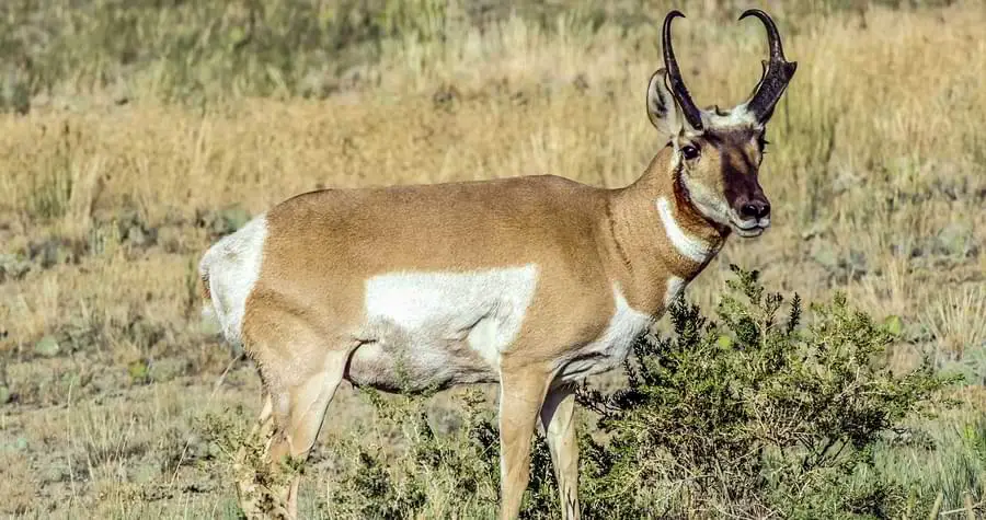 pronghorn antelope