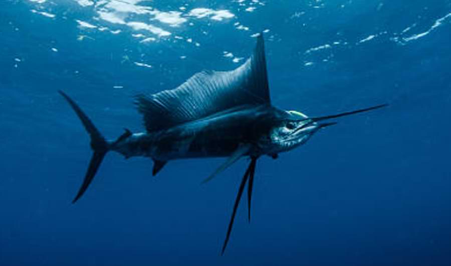 sailfish