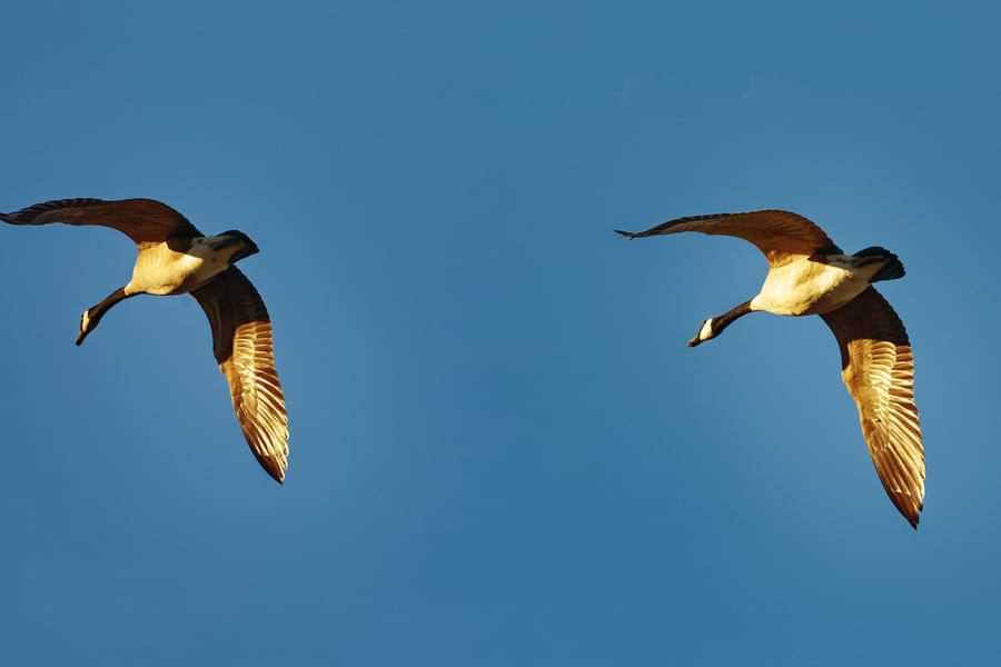 spur winged goose