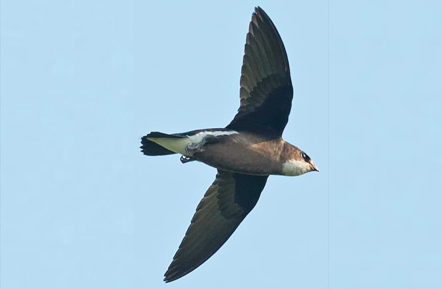 white-throated needletail